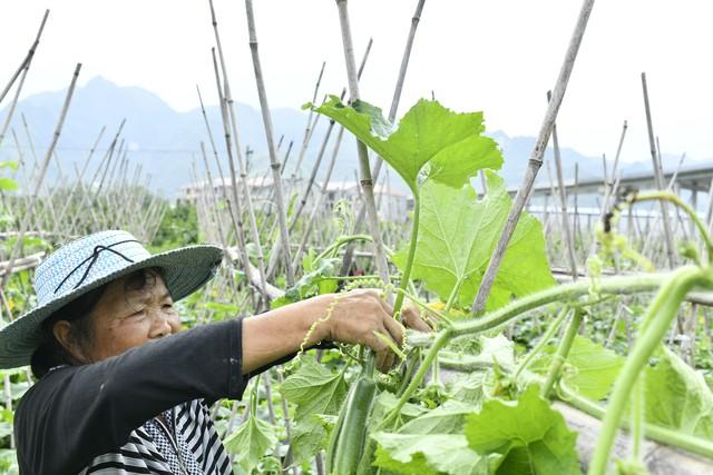 别再连赔4年了！6300亩种植大户，你需要知道的“忠告”