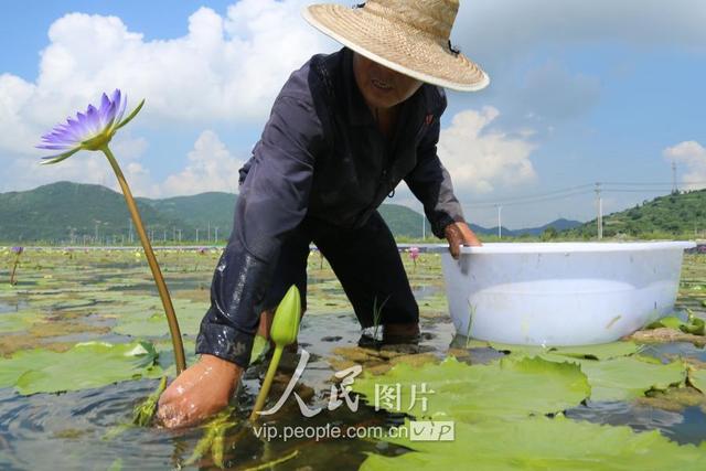 浙江宁波：百亩香水莲 “六产”试验田