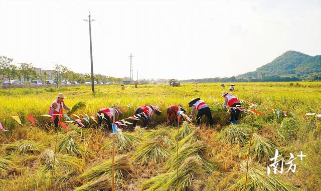 早稻迎丰收！惠阳今年已投600万元补贴水稻种植