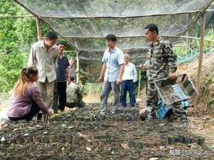 种植风尾菇(广西新型职业农民农凯峰：让灵芝成了致富的“仙草”)