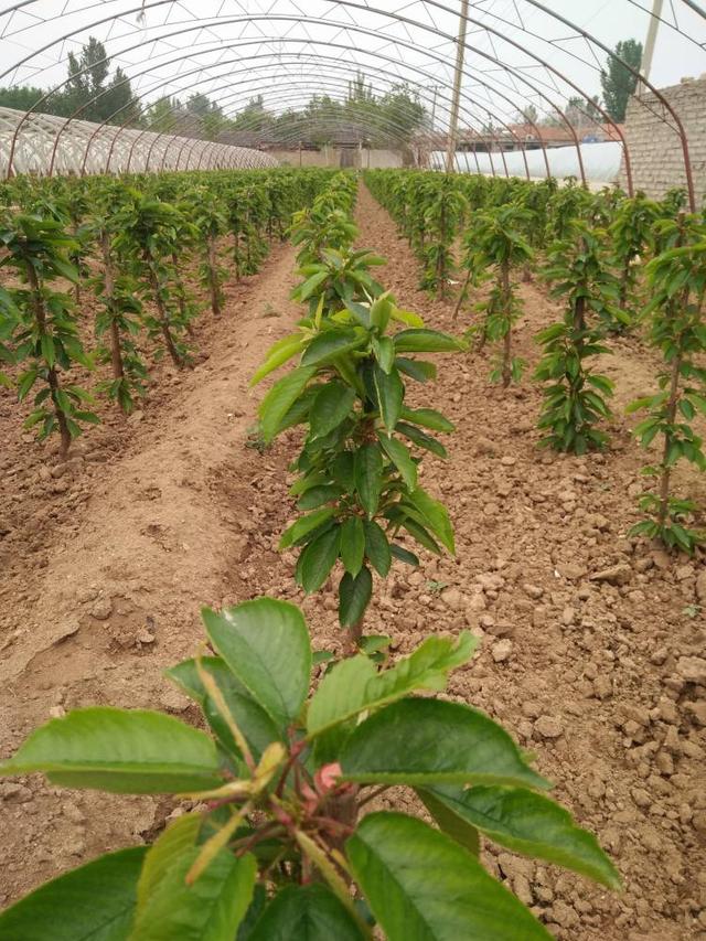 樱桃树种植时间，移栽时间，以及首年种植技术参考流程，推荐收藏