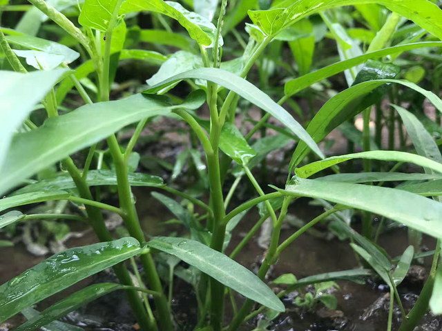 空心菜有旱地种和水田种的，哪种是你的爱？