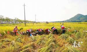 南方农村种植什么赚钱(早稻迎丰收惠阳今年已投600万元补贴水稻种植)