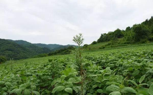 「吉农亮点」 保持水土、防风固沙，5000亩沙棘林植根“小江南”