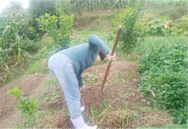 上海青耐寒小青菜鸡毛菜种植时间田间管理技术，分享头条友友们