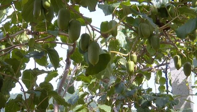 邵伯村：种植软枣猕猴桃，走绿色致富之路