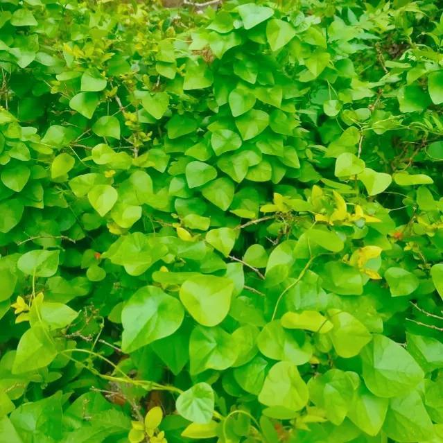 野生千金藤越来越少，种植才能弥补中药市场需求，行情如何呢？