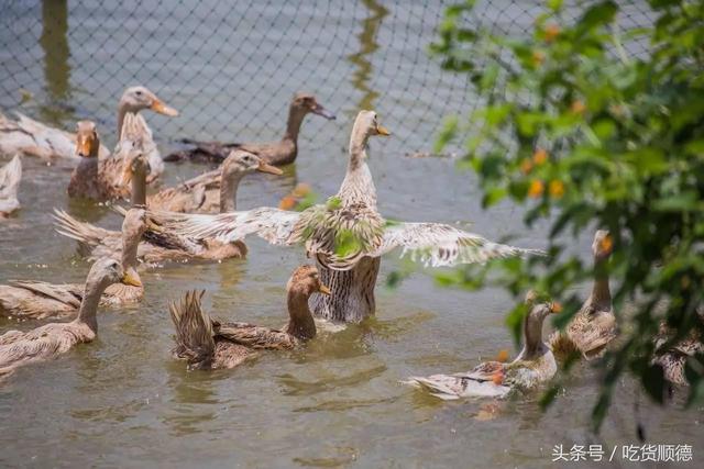 佛山高明这个被十几种水果包围的农庄，足足有300+亩，去好几次才能走个遍！