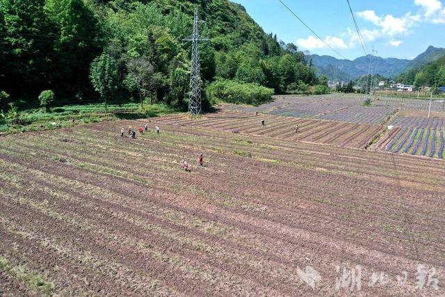 鹤峰全力推广玉豆复合种植模式 助力百姓“一季双收”