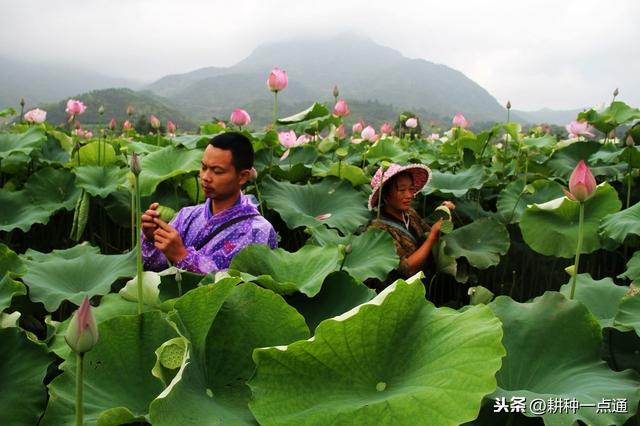 种植莲藕不一定要很多水，浅水种植也可以，要掌握正确种植方法