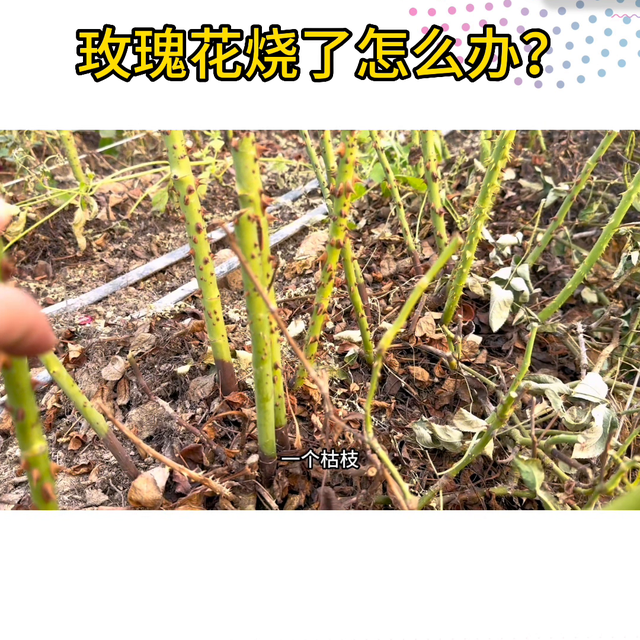 玫瑰花卉管理日常分享#了解种植技术点红心关注