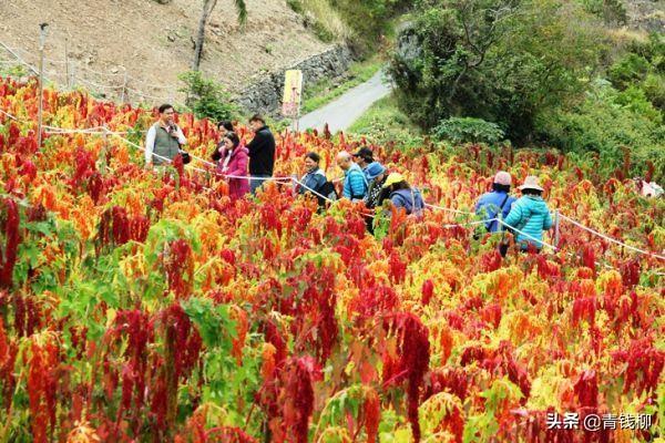 丽江高寒山区优质藜麦栽培技术