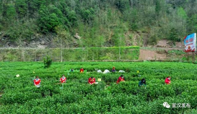 达州宣汉：“小茶叶”撬动“大发展”！