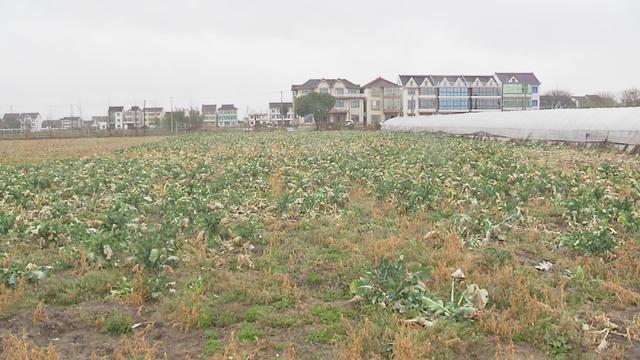 寒潮来袭，金山各种植合作社做好果蔬御寒保供