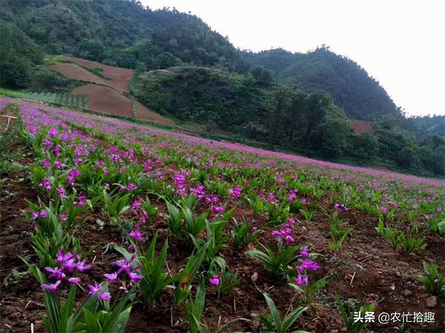 4年前一斤6百元，吸引农民种植，如今剩50元，悔不当初