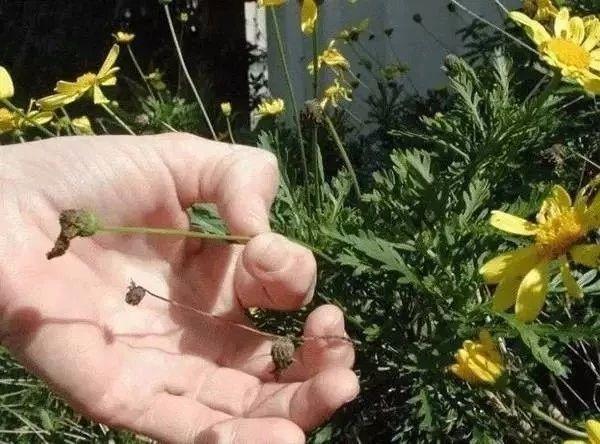 到了秋天，院子的花卉植物要适当打理，可种上这些球茎花卉