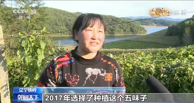 辽宁铁岭：试种五味子喜获丰收