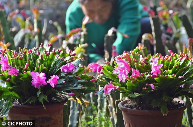 烟台果蔬种植新模式：错层生长 四季可采