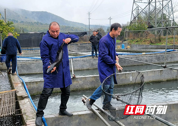 耒阳：情系湾村发展的“追梦人”