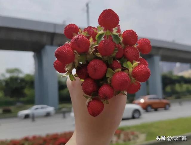 盆栽龙吐珠3种“毁颜”病害，巧妙矫正，红珠吐完一颗又一颗