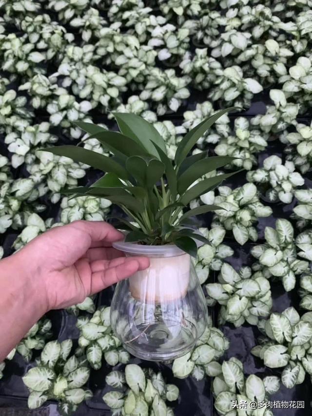 植物要想水培成功，这几个方面要注意