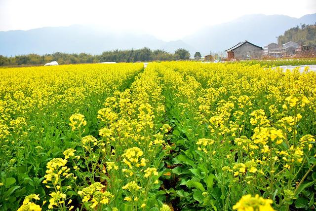 实行冬油菜-白首乌套种栽培，复种指数更高，效益更好