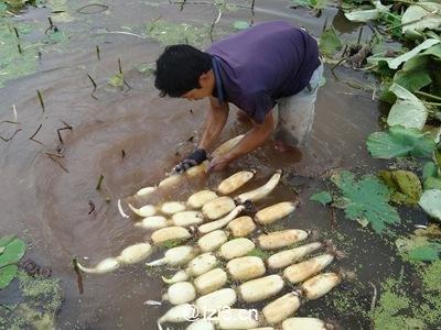 湖北大哥种的莲藕为何年年高产？老农户大哥：施肥技术很关键