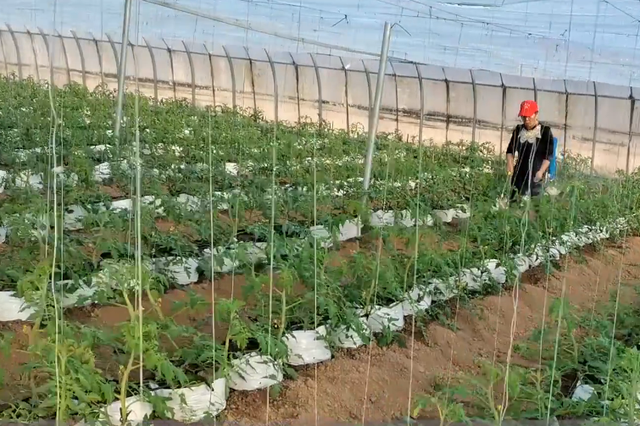 无土栽培要想成本低，如何用袋子种植圣女果？种植指南来了