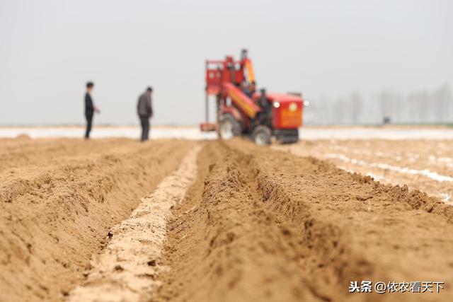 春耕时节山药下栽，提前做好3个基础保障措施，有助提品增产