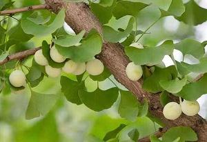 银杏树种植前要掌握哪些知识才能移栽成功