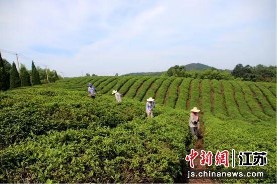 南京高淳生态茶园夏季管护助增收