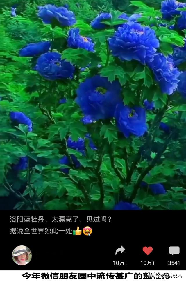 牡丹盛开的时节，那些“蓝牡丹”“黑牡丹”们又出来骗人了