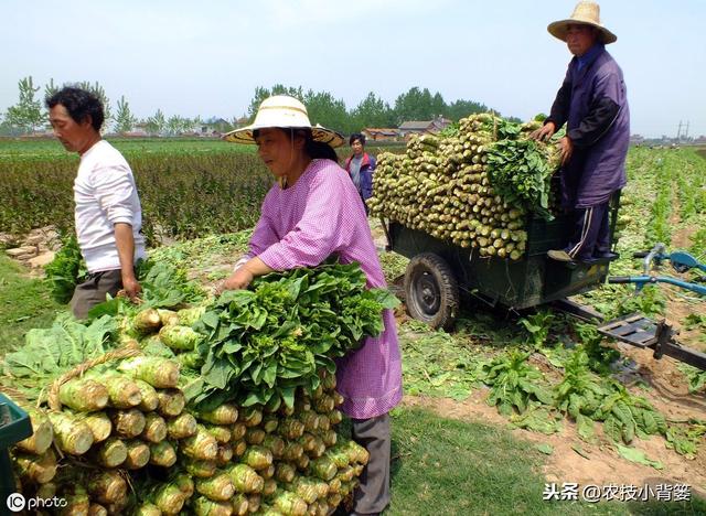 莴苣种植上市晚、产量低？9个种植管理细节手把手教你夺高产