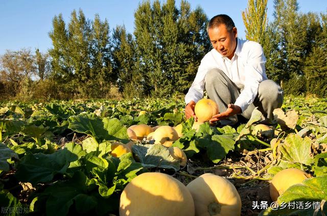 南瓜、丝瓜、冬瓜夏季结瓜少，到了8月就要抓紧，秋季争取瓜满架