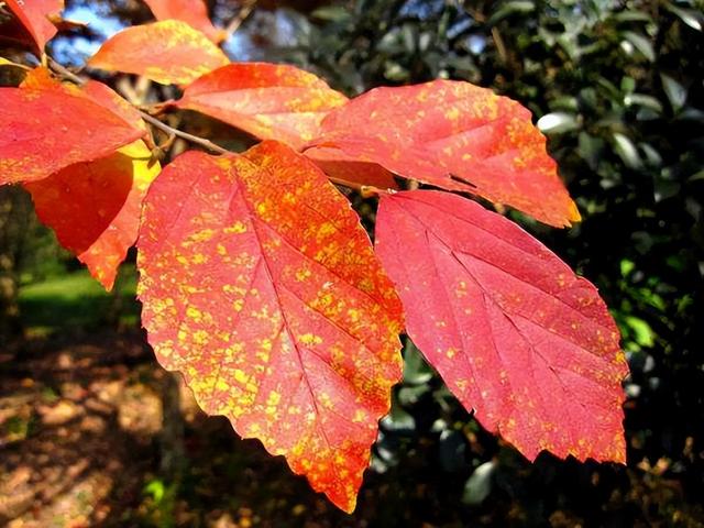 适合荒山种植的7种树，只要管理到位，每亩收益在15-50万