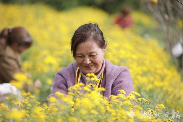 巴东绿葱坡：神农香菊采收忙