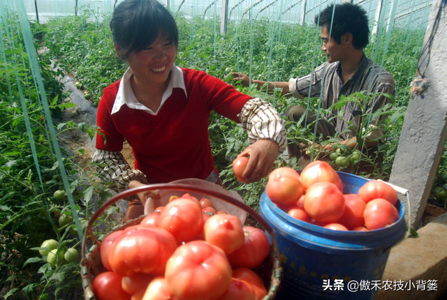 秋茬茄果蔬菜初果期巧管理，苗棵壮、结果多、膨果快、产量高