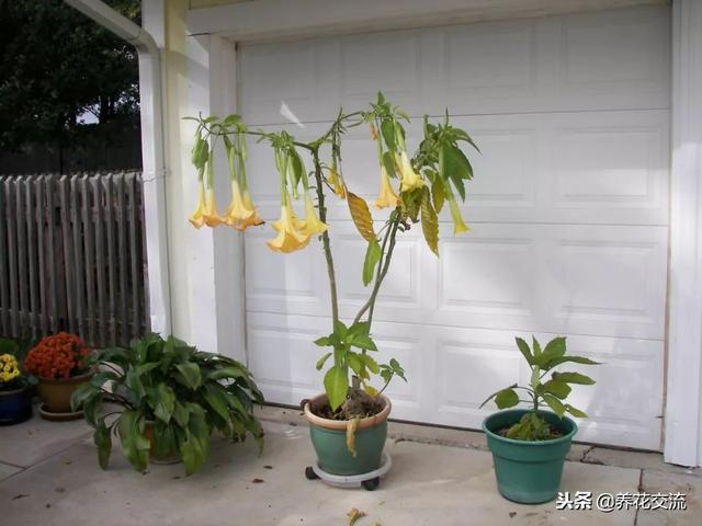 花友将曼陀罗花养成院子里的盆栽，还开出了灿烂的花朵