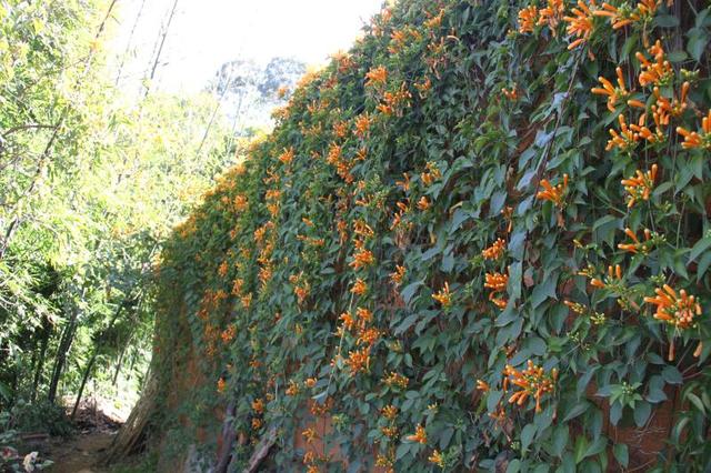 云南山茶花第一村，大理国王族后裔在此种植茶花，被誉为“花王”