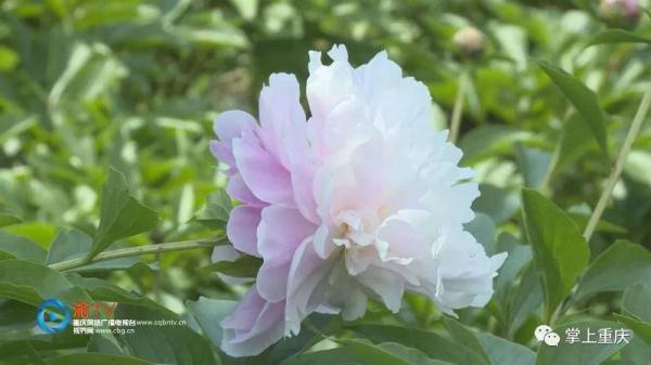 垫江：芍药迎来盛花期 五一赏花正当时