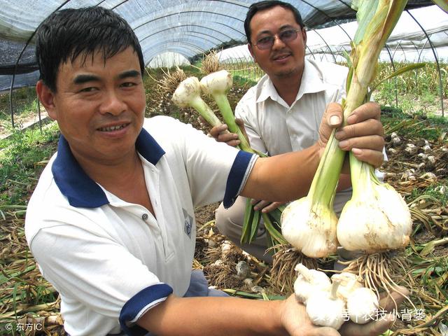 掌握这些种植管理细节，大蒜才能长势好、产量高、品质优！