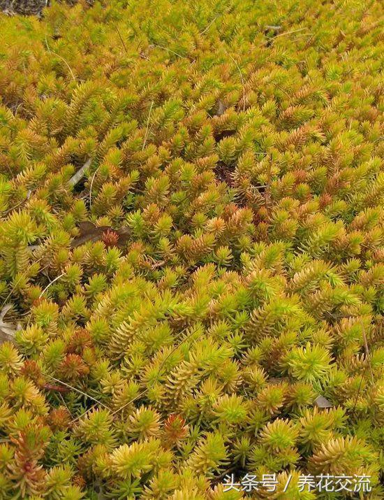 院子里养这11种匍匐植物，很容易长成一大片花毯