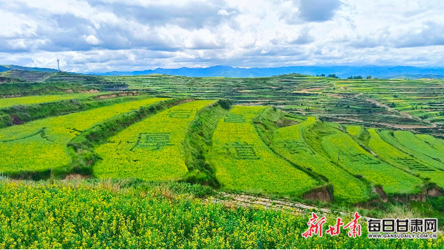 宕昌：强县域“甘味”药材香飘海外