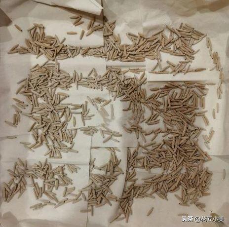 嫌沙漠玫瑰扦插难？学习播种繁殖，让你迅速变成沙漠玫瑰大户！