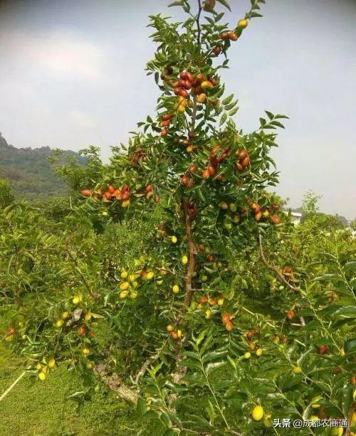 红枣的种植方法和管理技巧！