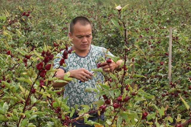 山地适合种什么中药材？推荐一种并附详细种植技术！