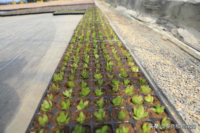 多肉植物砍头之后怎么进行扦插