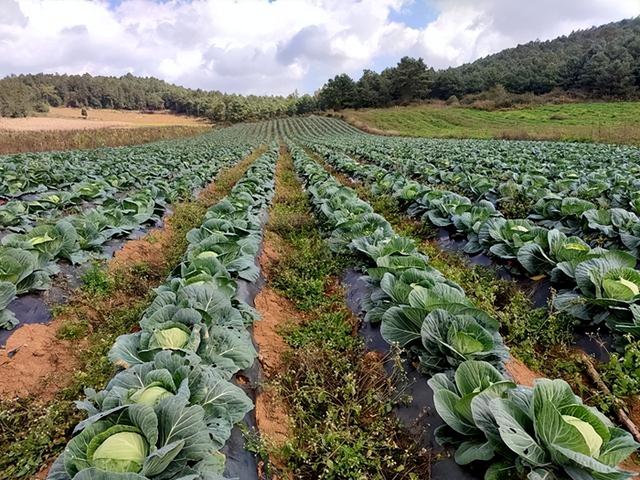 秋分到，不要忘记种这5种蔬菜，几乎不用打农药，新手也能种