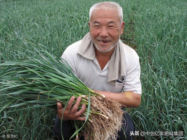 简易大棚蒜苗的栽培技术