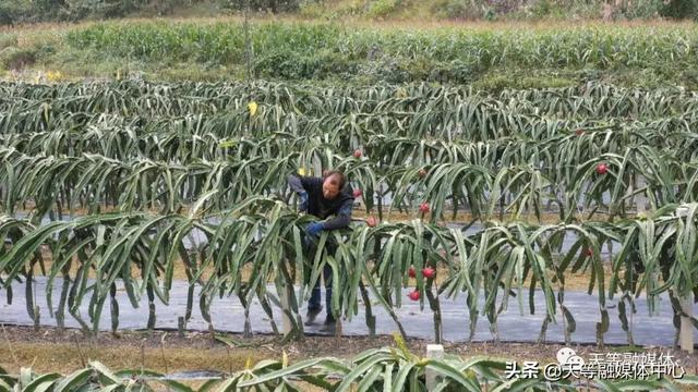 天等县卢岁：种植火龙果 让日子更红火